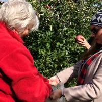 putting apples in bag
